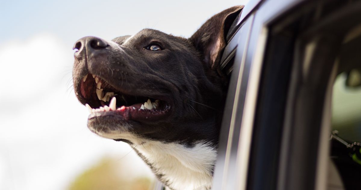 Perros que persiguen carros en República Dominicana